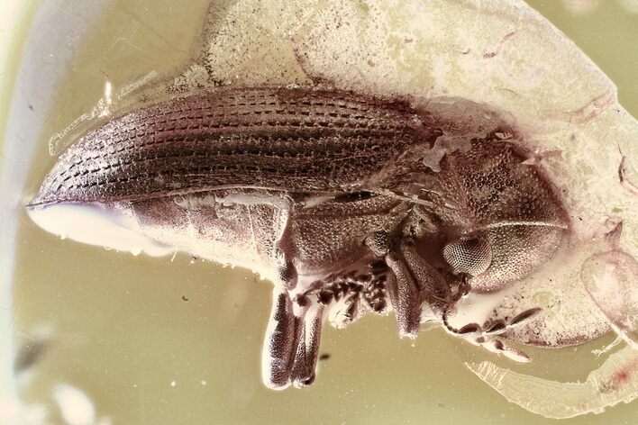 Detailed Fossil Death-Watch Beetle (Anobiinae) in Baltic Amber #315207